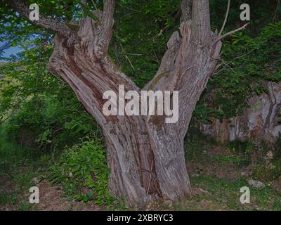 Süße Kastanie (Castanea sativa) braune Baumrinde Makro Nahaufnahme Textur Hintergrund manchmal auch als spanische Kastanie bekannt, Stockfotobild Stockfoto