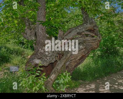 Süße Kastanie (Castanea sativa) braune Baumrinde Makro Nahaufnahme Textur Hintergrund manchmal auch als spanische Kastanie bekannt, Stockfotobild Stockfoto