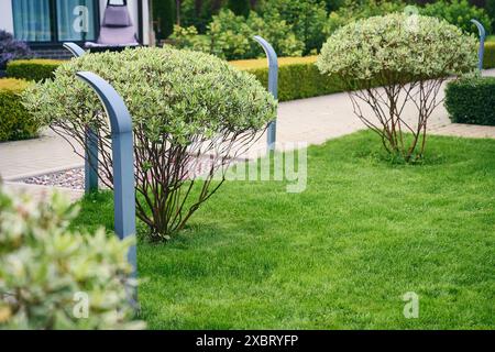 Getrimmte Büsche im Garten. Elegante Einrichtung. Sommer. Stockfoto