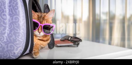 Eine lustige Katze mit Brille sitzt in einer Tiertrage. Reisen mit Haustieren. Stockfoto