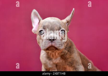 Porträt des jungen Lilac Brindle Französischen Bulldoghund Welpen vor weinrotem Atelierhintergrund Stockfoto