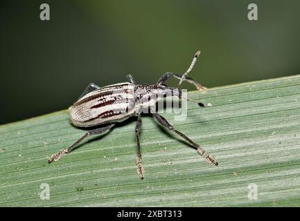 Diaprepes Wurzel Weevil Insektenkäfer Schädlingsbekämpfung Natur Landwirtschaft Blatt. Stockfoto