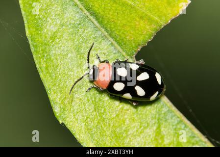 Achtfleckiger Flohkäfer (Omophoita cyanipennis) Insekten auf Blatt Natur Schädlinge bekämpfen Landwirtschaft. Stockfoto