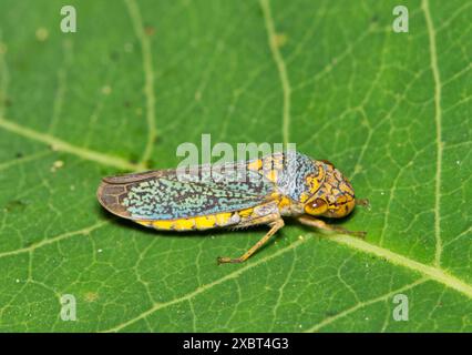 Breitkopf-Scharfschütze (Oncometopia orbona) auf der Blattnatur Frühjahrsbekämpfung. Stockfoto
