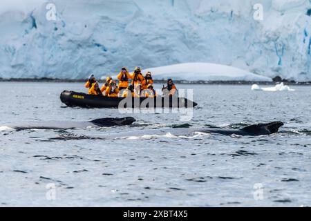 Graham Passage, Antarktische Halbinsel - 1. Februar 2024. Mit Zodiacs, antarktischer Touristenfahrt um die Gewässer der Graham Passage auf der antarktischen Halbinsel. Sie beobachten tauchende Buckelwale - Megaptera novaeangliae Stockfoto