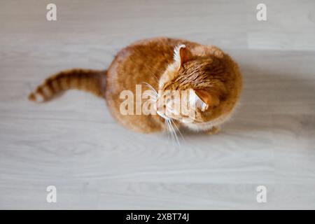 Erwachsener Ingwerkatze, Hochwinkelansicht Stockfoto
