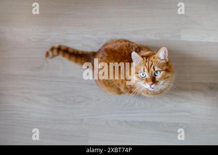Niedliche Ingwerkatze, die in die Hochwinkelansicht der Kamera blickt Stockfoto