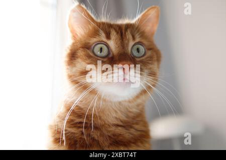 Lustige Erwachsene Ingwerkatze mit grünem Augenporträt Stockfoto
