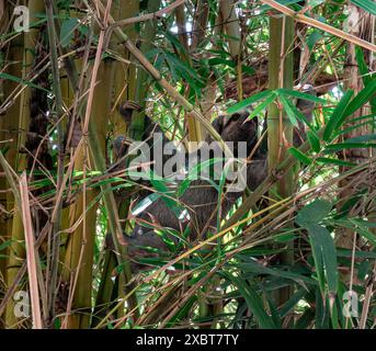 Faultier in einem Park, Cartagena, Kolumbien Stockfoto