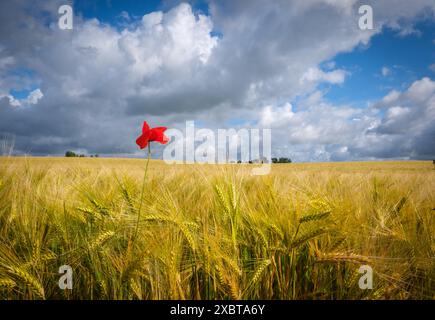 Ein einzelner roter Mohn steht vor einem Getreidefeld Stockfoto