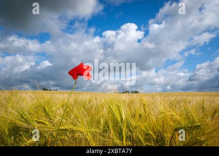 Ein einzelner roter Mohn steht vor einem Getreidefeld Stockfoto