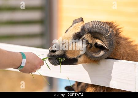 Ein Mann ernährt ein braunes kamerunisches Schafgras in einem Streichelzoo. Näher an Tieren und Natur. Nahaufnahme Stockfoto