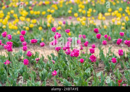 Wunderschöne rosa und gelbe Tulpen blühen im Frühling auf einem blühenden Feld. Selektiver Fokus Stockfoto