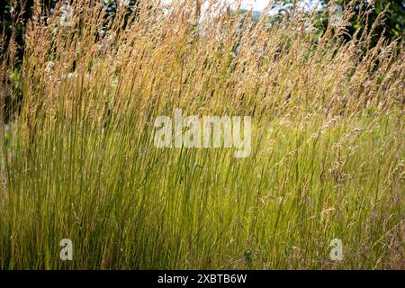 Hohes Gras, das wild wächst und sich auf einem Feld bewegt Stockfoto