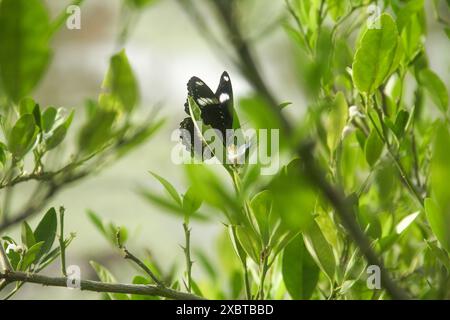 Papilio Polytes oder gewöhnlicher Mormon-Schmetterling, der auf einer Linde auf der Suche nach Blütennektar sitzt Stockfoto