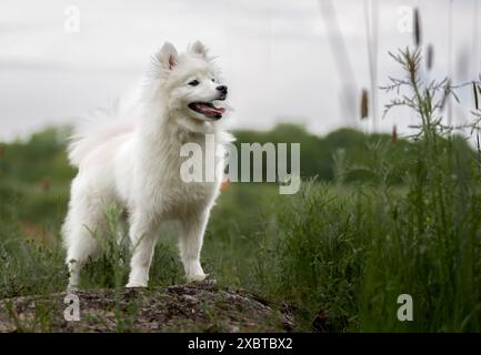 Der süße japanische Spitzhund steht auf einem Stein auf dem Feld Stockfoto