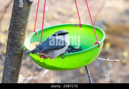 Der Eurasische Nuthatch (Sitta europaea) isst Sonnenblumenkerne und Hirse aus einem Vogelfutterhäuschen im Wald Stockfoto