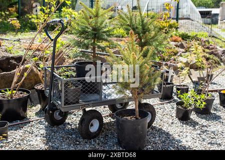 Setzlinge von Fichtenbäumen und andere Pflanzen zum Anpflanzen im Garten Stockfoto