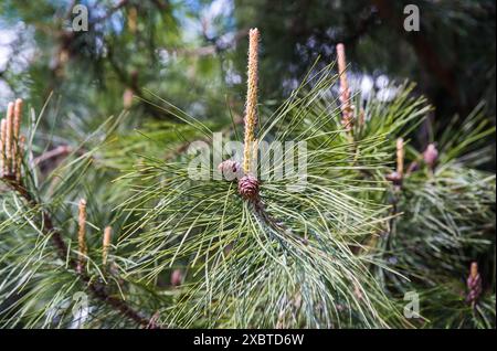 Pinus koraiensis siebold oder koreanische Kiefer aus nächster Nähe, russischer Ferner Osten Stockfoto