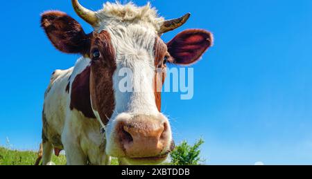 Braune und weiße, dünne Kuh mit Hörnern steht auf grünem Gras und schaut in die Kamera. Foto mit niedrigem Winkel Stockfoto