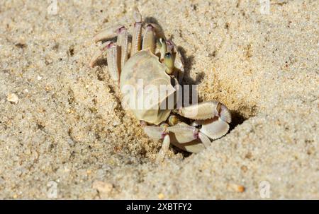 Die Geisterkrabbe ist an den tropischen Sandstränden Ostafrikas verbreitet. Sie graben Höhlen in den Sand, um vor Raubtieren zu fliehen Stockfoto