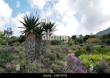 Kirstenbosch National Botanical Garden, Kapstadt, Südafrika Stockfoto