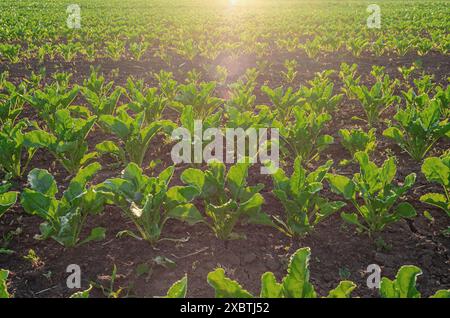 Reihen grüner Rübenblätter, die von der Sonne beleuchtet werden. Hintergrund der Landwirtschaft. Selektiver Fokus Stockfoto