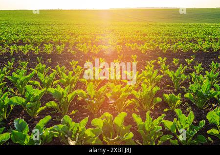 Blick auf das Feld mit Rübenkeimlingen in fruchtbarem Boden, beleuchtet von der Sonne. Landwirtschaft, Landwirtschaft. Stockfoto