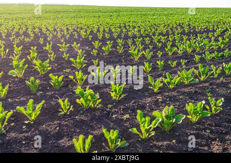 Blick auf das Feld mit Rübenkeimlingen in fruchtbarem Boden, beleuchtet von der Sonne. Landwirtschaft, Landwirtschaft. Stockfoto