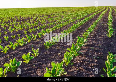 Rote-Bete-Setzlinge in fruchtbarem Boden auf dem Feld, Reihen in Perspektive. Landwirtschaft, Landwirtschaft. Stockfoto