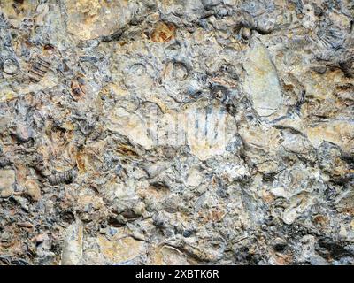 Kalksteinplatten mit reichlich Fossilien wie Korallen, Krinoiden und Muscheln, die an der Ostsee gefunden werden, bieten Einblicke in die uralte Unterwasserwelt. Stockfoto