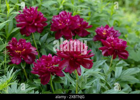 Paeonia Lactiflora Grp Peter Brand im Garten Stockfoto