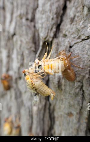 Die periodische Zikada der Brut XIII, die aus der Nymphalhaut hervortritt, auf der eine zuvor entstandene Zikada thront. Mai 2024 Stockfoto