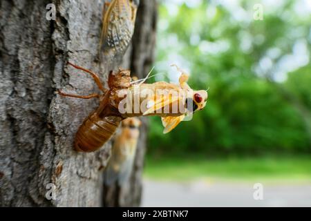 Brut XIII periodische Zikada aus Nymphalhaut. Mai 2024 Stockfoto