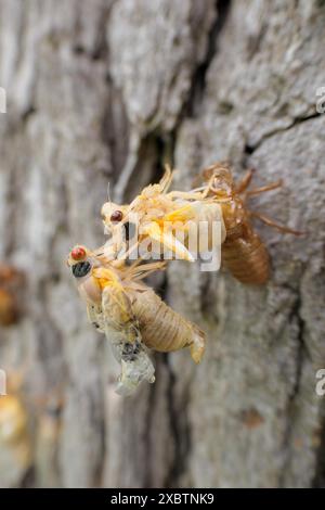 Die periodische Zikada der Brut XIII, die aus der Nymphalhaut hervortritt, auf der eine zuvor entstandene Zikada thront. Mai 2024 Stockfoto