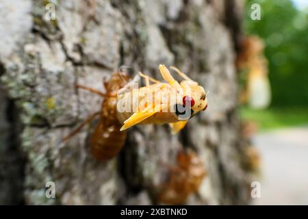 Brut XIII periodische Zikada aus Nymphalhaut. Mai 2024 Stockfoto