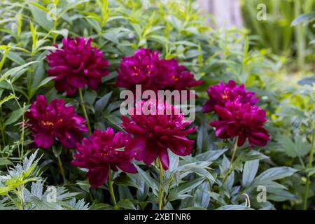 Paeonia Lactiflora Grp Peter Brand im Garten Stockfoto