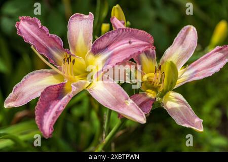 Hemerocallis, Mildred Mitchell Daylily im Garten Stockfoto