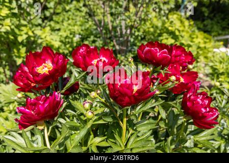 Krautige Pfingstrosen Chervonnyj Oksamit in Blüten. Rotpfingstrose osmitt Stockfoto