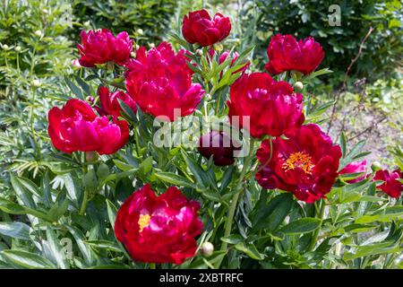 Krautige Pfingstrosen Chervonnyj Oksamit in Blüten. Rotpfingstrose osmitt Stockfoto