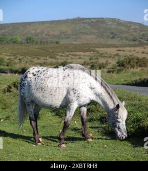 Dartmoor Ponys Stockfoto