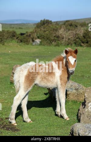 Dartmoor Ponys Stockfoto