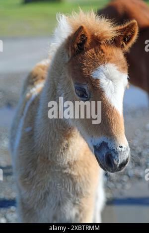 Dartmoor Ponys Stockfoto