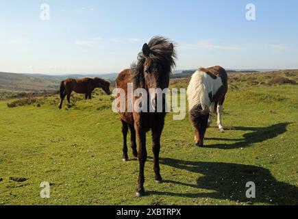 Dartmoor Ponys Stockfoto