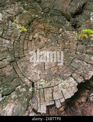 Hintergrund des Querschnitts eines Sägebaumes mit kreisförmigen Ringen und Rissen im Fraktal i eines Waldes bei Lugo Galicien Stockfoto