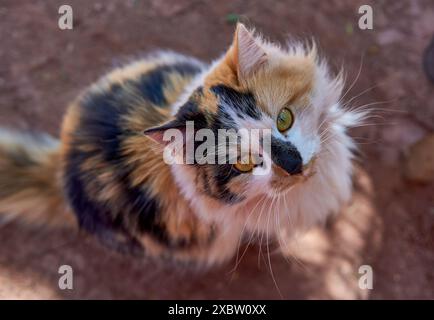 Nahaufnahme Trikolore Katze, die auf dem Boden sitzt und in Argentinien zur Kamera hinaufblickt Stockfoto