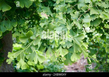 Nahaufnahme von leuchtend grünen Ginkgo biloba-Blättern auf Ästen mit weichem Hintergrund Stockfoto