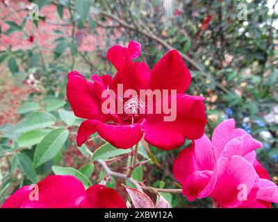 Eine rote Rose mit weit geöffneten Blütenblättern hebt sich unter zwei anderen derselben Farbe hervor, in der Mitte von grünen Ästen und Laub. Stockfoto