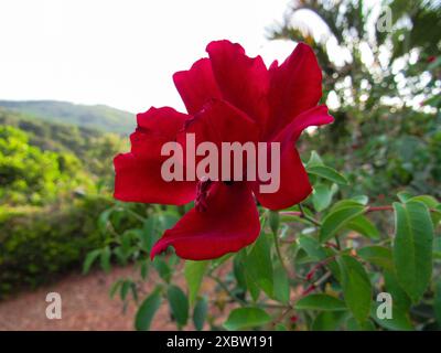 Eine rote Rose mit weit geöffneten Blütenblättern hebt sich unter zwei anderen derselben Farbe hervor, in der Mitte von grünen Ästen und Laub. Stockfoto