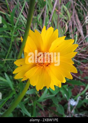 Cladanthus ist eine Art der Blume aus der Familie der Sonnenblumen. Gelbe Blume, Insekten, die auf den Blütenblättern sitzen, Gras und grüne Blätter. Stockfoto